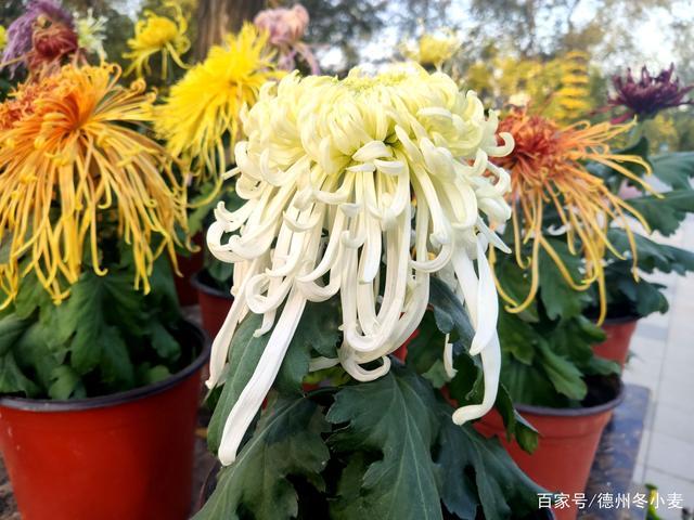 秋菊耐寒多少度?菊花适合多少度的天气-图1 秋菊耐寒多少度?菊花适合多少度的天气-图1