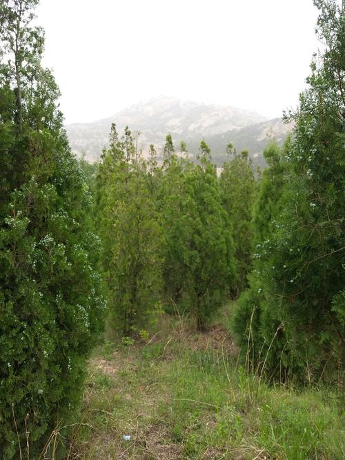 山东省临沂市莒南县涝坡镇西坡村邮编是什么?莒南县涝坡镇到坪上多少里路-图3 山东省临沂市莒南县涝坡镇西坡村邮编是什么?莒南县涝坡镇到坪上多少里路-图3