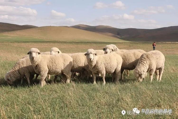 正蓝旗的羊肉好吗?正蓝旗冬天最冷多少度-图1 正蓝旗的羊肉好吗?正蓝旗冬天最冷多少度-图1