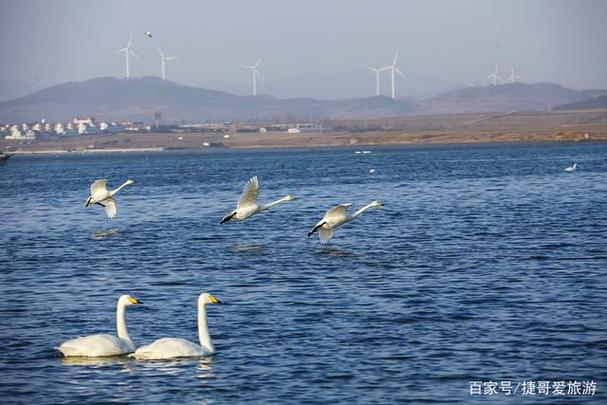 11月去哪旅游比较合适?山东周围的旅游景点有合适的吗?山东天鹅湖11月底天气多少度-图2 11月去哪旅游比较合适?山东周围的旅游景点有合适的吗?山东天鹅湖11月底天气多少度-图2