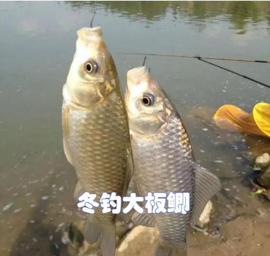 冬天能钓鲫鱼的最低温度?中国冬天最低温度是多少-图1 冬天能钓鲫鱼的最低温度?中国冬天最低温度是多少-图1
