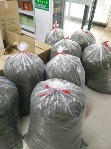 安吉白茶冷库存放温度?安吉高温还有多少天-图1 安吉白茶冷库存放温度?安吉高温还有多少天-图1