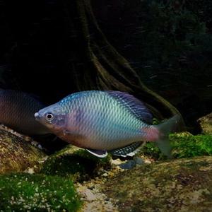 越南鳑鲏最低温度？越南3月温度多少-图2