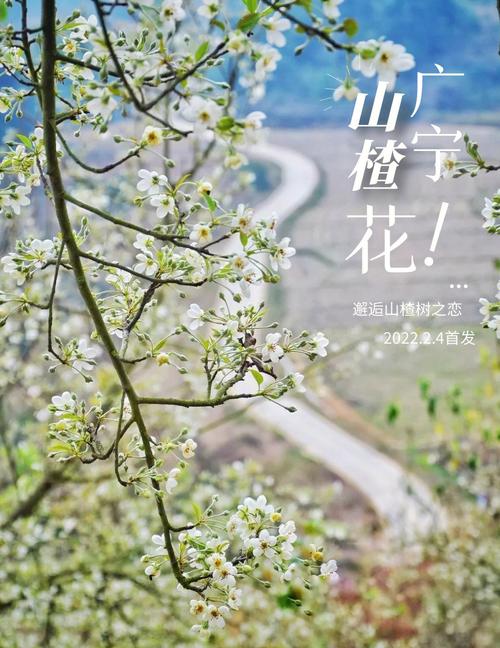 广宁山楂花最佳观赏期?广宁山楂花门票多少钱-图1 广宁山楂花最佳观赏期?广宁山楂花门票多少钱-图1