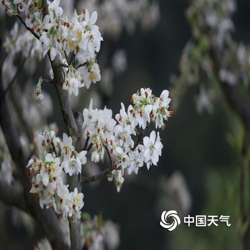 广宁山楂花最佳观赏期?广宁山楂花门票多少钱-图3 广宁山楂花最佳观赏期?广宁山楂花门票多少钱-图3