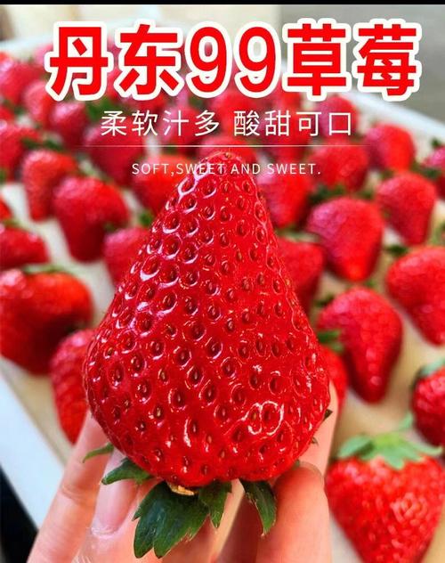 红颜和丹东99哪个好吃?丹东元旦多少度-图2 红颜和丹东99哪个好吃?丹东元旦多少度-图2