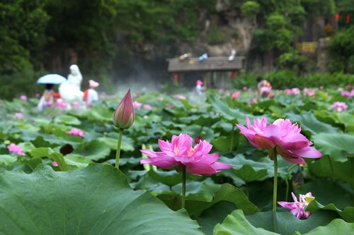 2023年番禺莲花山荷花开了吗?番禺温度多少-图2 2023年番禺莲花山荷花开了吗?番禺温度多少-图2