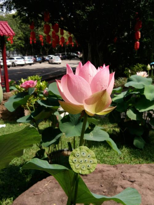 2023年番禺莲花山荷花开了吗?番禺温度多少-图3 2023年番禺莲花山荷花开了吗?番禺温度多少-图3