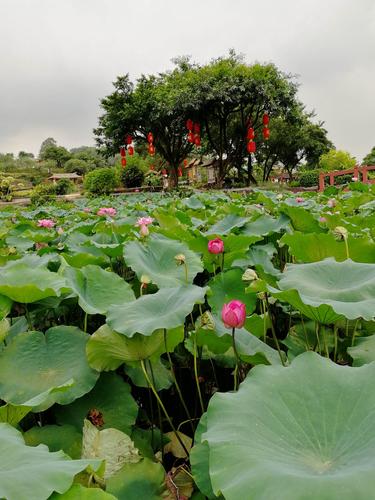 2023年番禺莲花山荷花开了吗?番禺温度多少-图1 2023年番禺莲花山荷花开了吗?番禺温度多少-图1