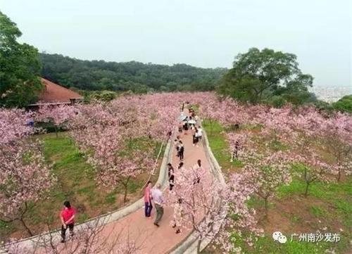 2023番禺十八罗汉山的樱花开了吗?番禺温度多少时间-图1 2023番禺十八罗汉山的樱花开了吗?番禺温度多少时间-图1