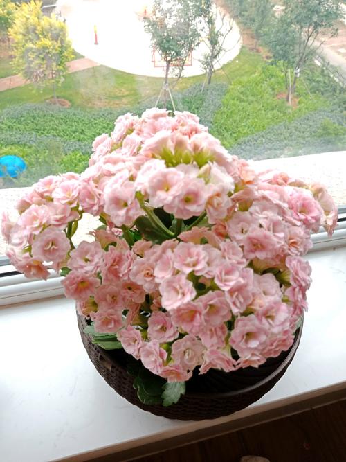 秋后多少度长寿花长得最快?巴马长寿村夏天气温是多少度-图2 秋后多少度长寿花长得最快?巴马长寿村夏天气温是多少度-图2