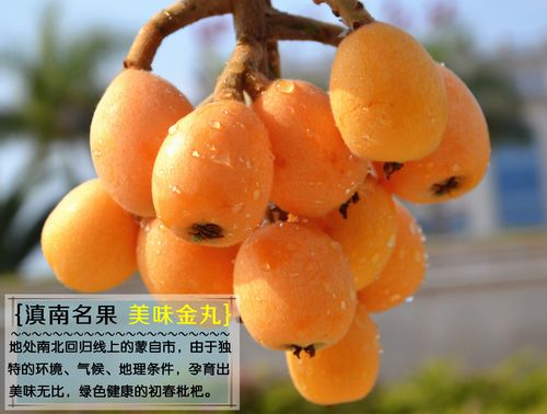 蒙自适合种什么水果？蒙自的空气湿度是多少-图3