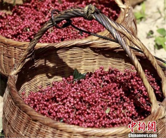 陇南花椒面积?月照到洛塘多少公里-图1 陇南花椒面积?月照到洛塘多少公里-图1