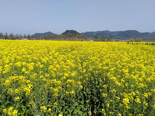 临沂附近赏油菜花最好的地方?三月布拉格多少度-图1 临沂附近赏油菜花最好的地方?三月布拉格多少度-图1