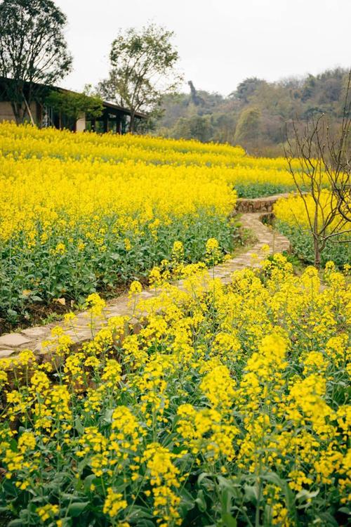 临沂附近赏油菜花最好的地方?三月布拉格多少度-图3 临沂附近赏油菜花最好的地方?三月布拉格多少度-图3