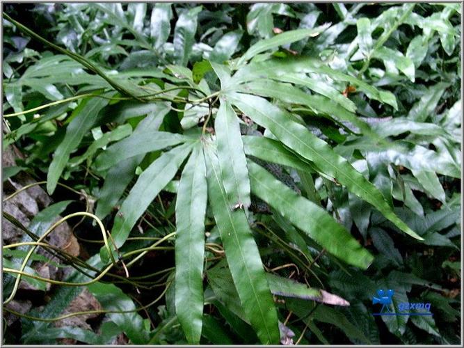 金沙叶种植条件?金沙全年最高温度是多少-图3 金沙叶种植条件?金沙全年最高温度是多少-图3