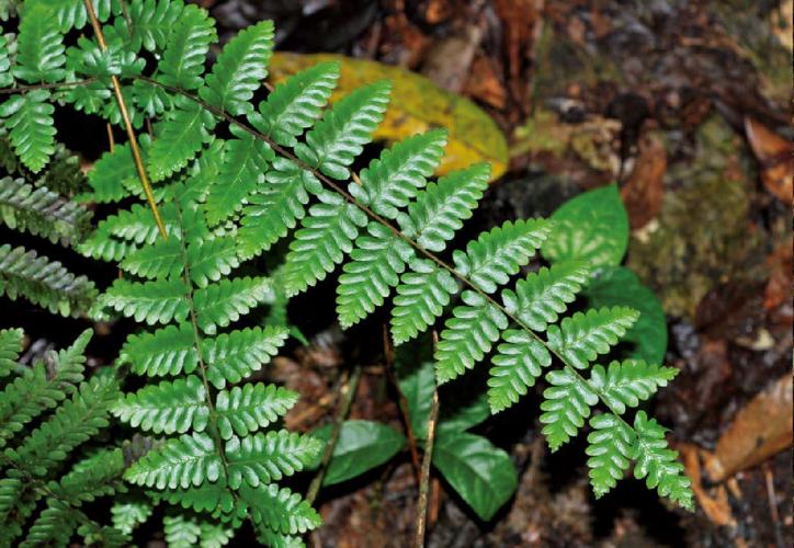 金沙叶种植条件?金沙全年最高温度是多少-图2 金沙叶种植条件?金沙全年最高温度是多少-图2