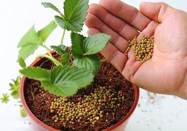 怎么种植草莓?怎么才能让种子正常发芽?建德大冰冻温度是多少-图1 怎么种植草莓?怎么才能让种子正常发芽?建德大冰冻温度是多少-图1