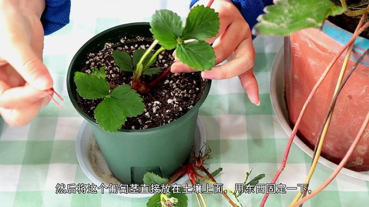 怎么种植草莓?怎么才能让种子正常发芽?建德大冰冻温度是多少-图2 怎么种植草莓?怎么才能让种子正常发芽?建德大冰冻温度是多少-图2