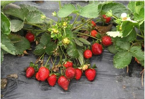 怎么种植草莓?怎么才能让种子正常发芽?建德大冰冻温度是多少-图3 怎么种植草莓?怎么才能让种子正常发芽?建德大冰冻温度是多少-图3