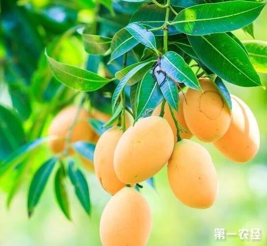 河南南阳适合种芒果?会结果不?南阳3月份温度和湿度多少合适-图1 河南南阳适合种芒果?会结果不?南阳3月份温度和湿度多少合适-图1
