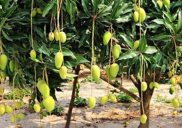 河南南阳适合种芒果?会结果不?南阳3月份温度和湿度多少合适-图3 河南南阳适合种芒果?会结果不?南阳3月份温度和湿度多少合适-图3