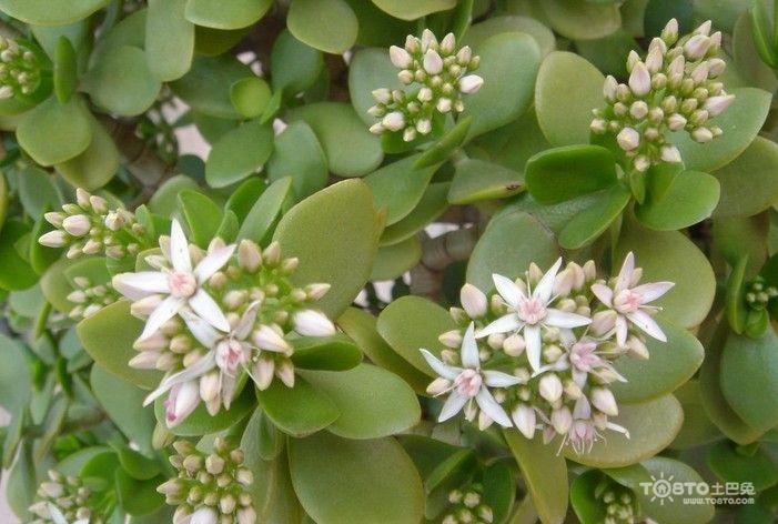 高温天气买回来的玉树怎样栽培?明天到玉树的班车多少钱-图3 高温天气买回来的玉树怎样栽培?明天到玉树的班车多少钱-图3