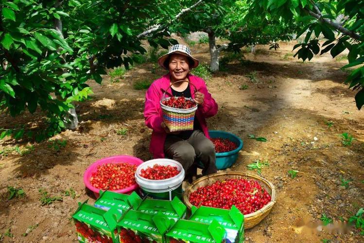 博爱寨豁樱桃园采摘时间?博爱的温度是多少-图1 博爱寨豁樱桃园采摘时间?博爱的温度是多少-图1