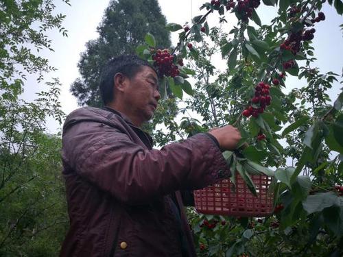 博爱寨豁樱桃园采摘时间?博爱的温度是多少-图3 博爱寨豁樱桃园采摘时间?博爱的温度是多少-图3