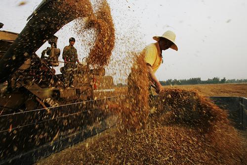 截止到2023年6月4日安徽省阜阳市的小麦收割多少了?阜阳5月房产价格是多少时间-图1 截止到2023年6月4日安徽省阜阳市的小麦收割多少了?阜阳5月房产价格是多少时间-图1