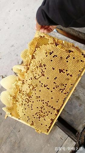 蜂王台封盖几天后割好?永靖县王台镇气温多少-图1 蜂王台封盖几天后割好?永靖县王台镇气温多少-图1