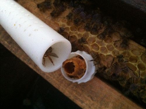 蜂王台封盖几天后割好?永靖县王台镇气温多少-图3 蜂王台封盖几天后割好?永靖县王台镇气温多少-图3