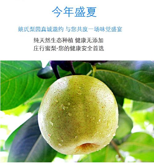 早蜜梨什么时候成熟?北镇地区八月份有多少-图2 早蜜梨什么时候成熟?北镇地区八月份有多少-图2