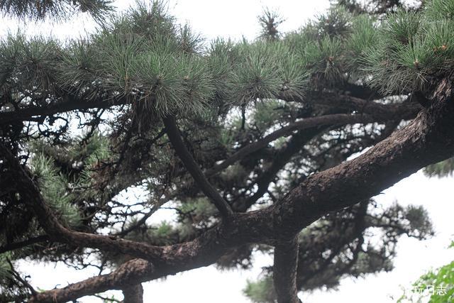 形容苍山上的松树葱葱郁郁?苍山夏天多少度-图2 形容苍山上的松树葱葱郁郁?苍山夏天多少度-图2