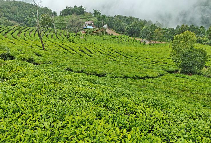 昌宁勐统银山茶怎么样?昌宁到勐统多少公里-图1 昌宁勐统银山茶怎么样?昌宁到勐统多少公里-图1