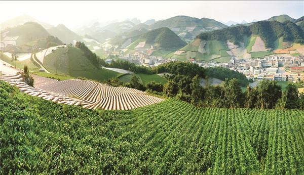 中国高山蔬菜种植基地?火烧坪海拔多少-图2 中国高山蔬菜种植基地?火烧坪海拔多少-图2