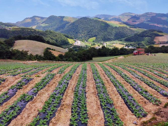 中国高山蔬菜种植基地?火烧坪海拔多少-图3 中国高山蔬菜种植基地?火烧坪海拔多少-图3