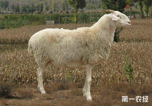 羊最高耐多少度高温?羊的气温多少度-图3 羊最高耐多少度高温?羊的气温多少度-图3