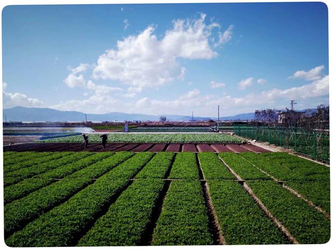 通海蔬菜种植时间?今天通海有多少气温-图3 通海蔬菜种植时间?今天通海有多少气温-图3