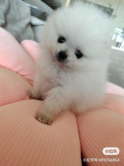 3个月的博美犬一天喝几次水?幼犬博美需要多少度天气预报-图2 3个月的博美犬一天喝几次水?幼犬博美需要多少度天气预报-图2