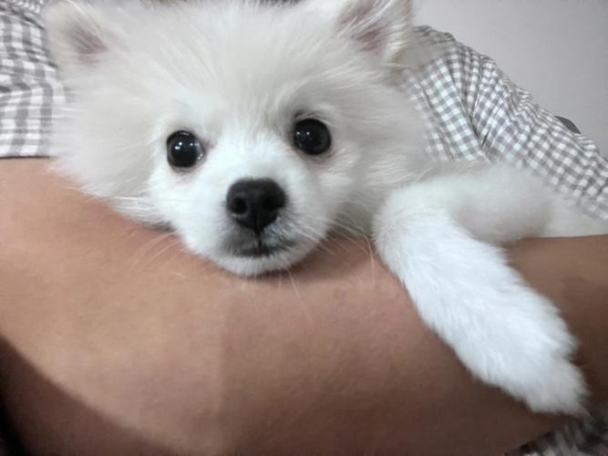 3个月的博美犬一天喝几次水?幼犬博美需要多少度天气预报-图1 3个月的博美犬一天喝几次水?幼犬博美需要多少度天气预报-图1