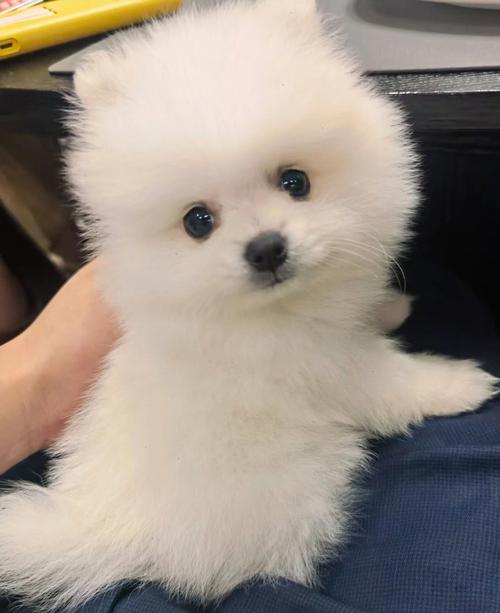 3个月的博美犬一天喝几次水?幼犬博美需要多少度天气预报-图3 3个月的博美犬一天喝几次水?幼犬博美需要多少度天气预报-图3