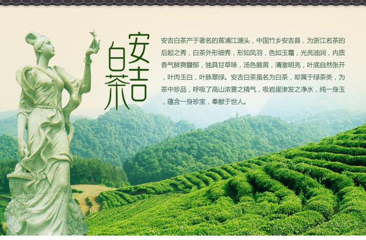 安吉白茶属于哪个市区?湖州安吉今日气温多少度-图3 安吉白茶属于哪个市区?湖州安吉今日气温多少度-图3