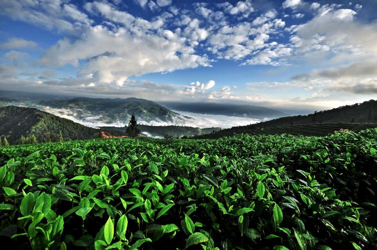 云南普洱夏天的最高气温一般是多少度?普洱市每年3月份温度多少-图2 云南普洱夏天的最高气温一般是多少度?普洱市每年3月份温度多少-图2