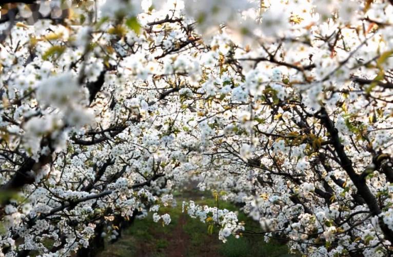蒲城梨花观赏点?陈庄离蒲城有多少公里-图1 蒲城梨花观赏点?陈庄离蒲城有多少公里-图1