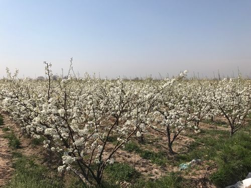 蒲城梨花观赏点?陈庄离蒲城有多少公里-图2 蒲城梨花观赏点?陈庄离蒲城有多少公里-图2