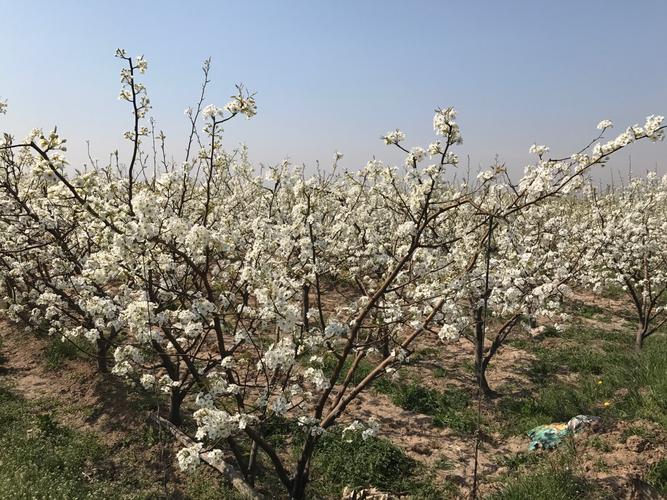 蒲城梨花观赏点?陈庄离蒲城有多少公里-图3 蒲城梨花观赏点?陈庄离蒲城有多少公里-图3