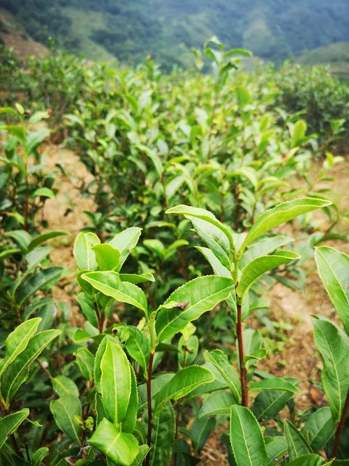 阳西有什么特产?阳西县东水山茶多少钱一盒-图1 阳西有什么特产?阳西县东水山茶多少钱一盒-图1
