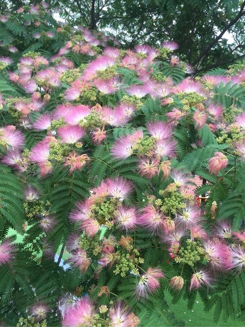 芙蓉树耐寒多少度?芙蓉适应的温度是多少-图2 芙蓉树耐寒多少度?芙蓉适应的温度是多少-图2