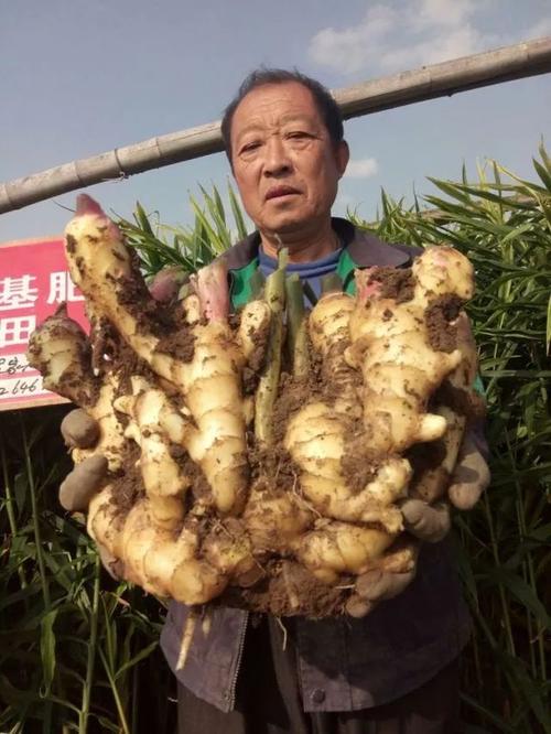 大姜想要亩产上万斤,整个生长期到底该如何施肥?河南安丘十二月份气温多少度-图2 大姜想要亩产上万斤,整个生长期到底该如何施肥?河南安丘十二月份气温多少度-图2